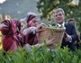 Cumhurbaşkanı Gül, Çay Topladı